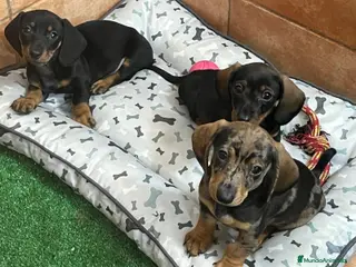 Teckel Miniatura perros Teckel miniatura en Badajoz - Anuncio 33