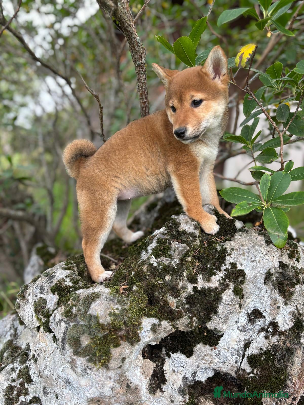 Shiba Inu perros en venta: Shiba inu hembra para entregar!! - Anuncio 2