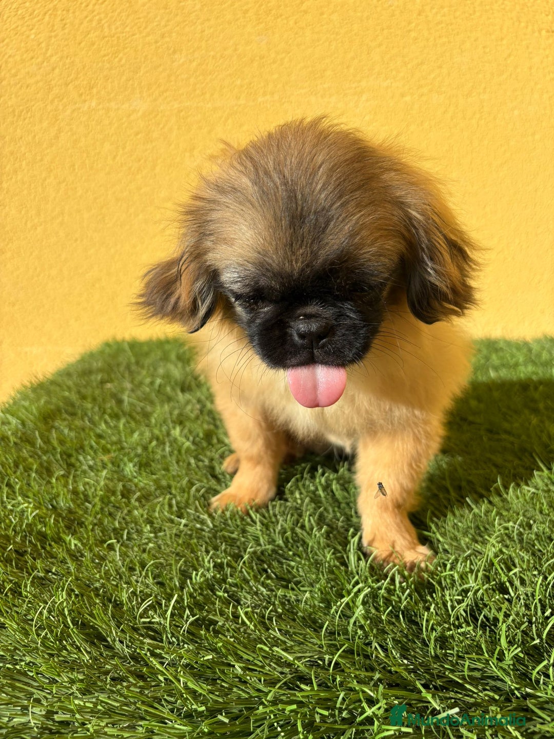 Pekinés perros en venta: hembra de pekines imperial marroncita muy guapa - Imagen 7