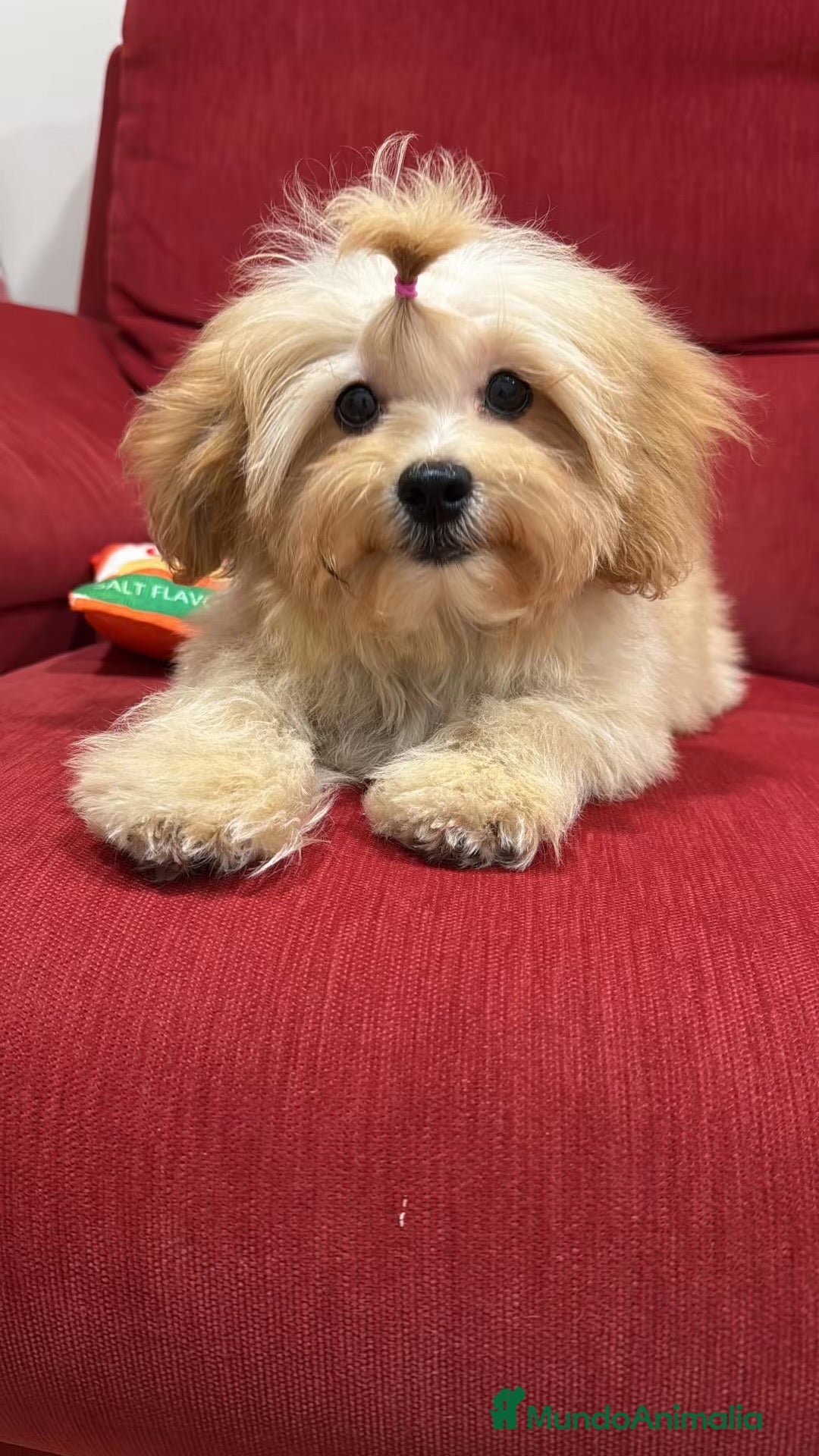 Shihpoo perros Yo Soy Fofito - Anuncio 36