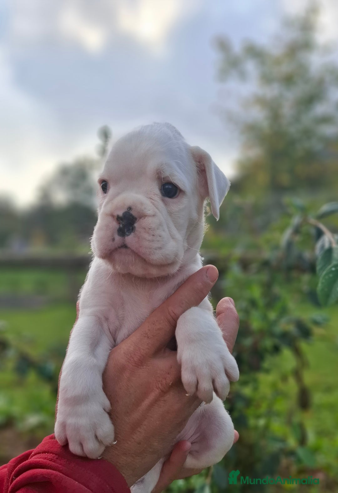 Boxer perros en venta: BOXET MACHO BLANCO - Imagen 2