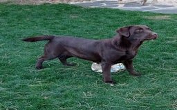 Labrador Retriever perros en venta: Labradores chocolates  - Imagen 7