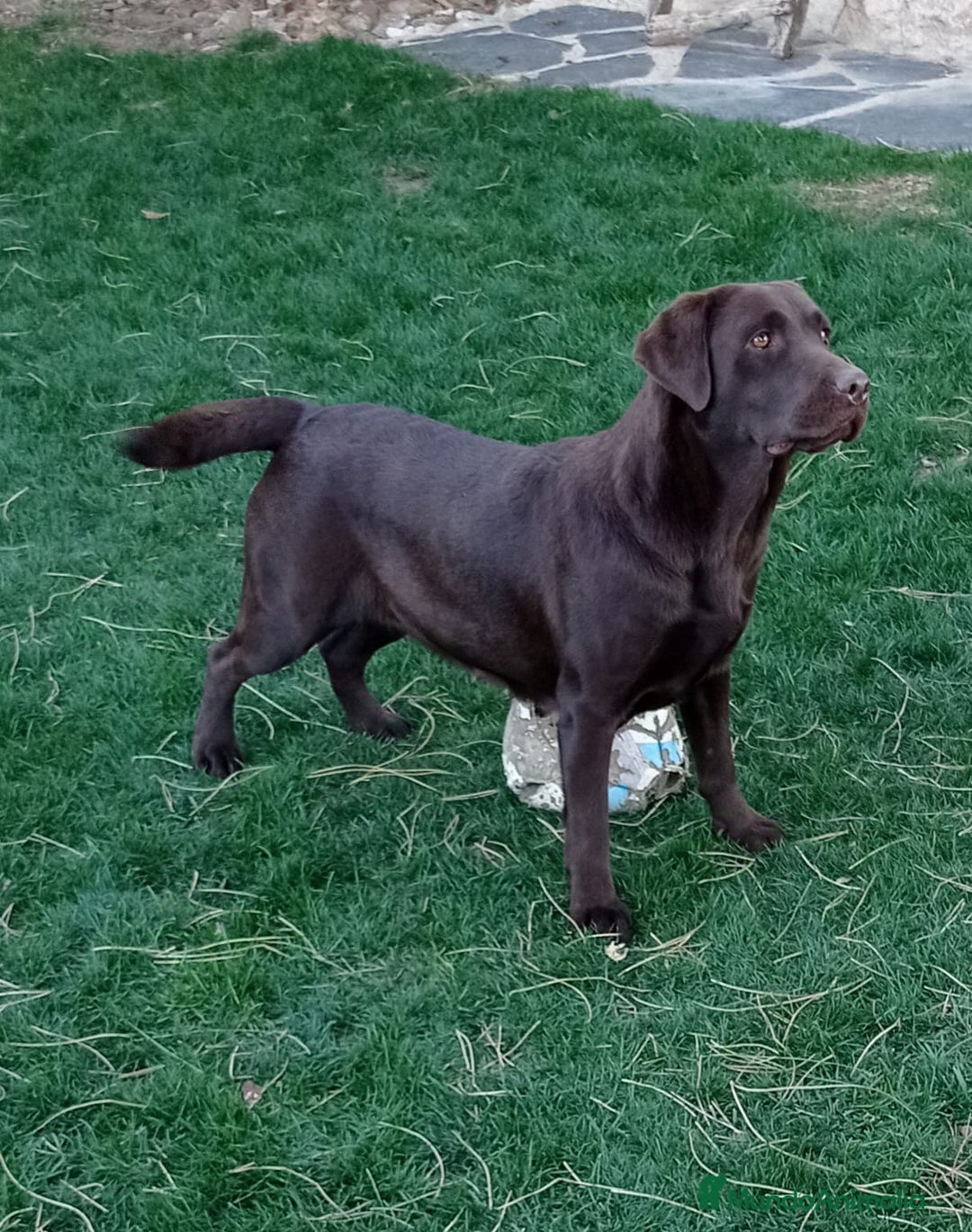 Labrador Retriever perros en venta: Labradores chocolates  - Imagen 7