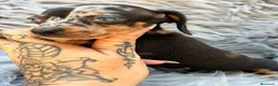 Teckel Miniatura perros en venta: TECKEL MINIATURA ARLEQUIN - Anuncio 5