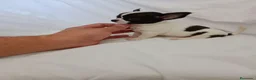 Chihuahua perros en venta: Chihuahuas micro toy máxima calidad - Anuncio 8