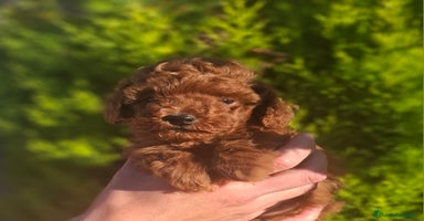 Caniche Toy perros CANICHE TOY MACHO - Anuncio 11