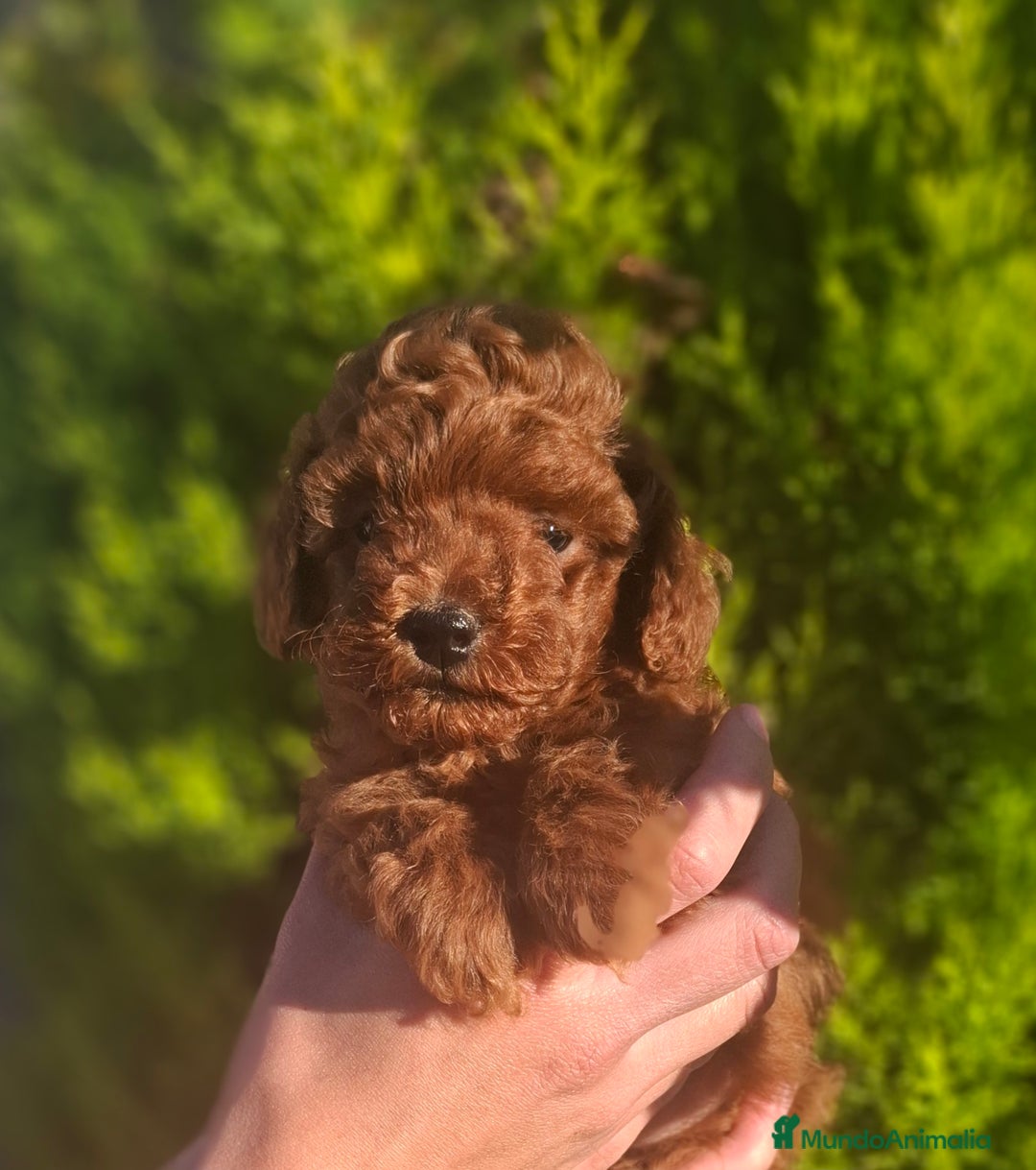 Caniche Toy perros en venta: CANICHE TOY MACHO - Anuncio 2