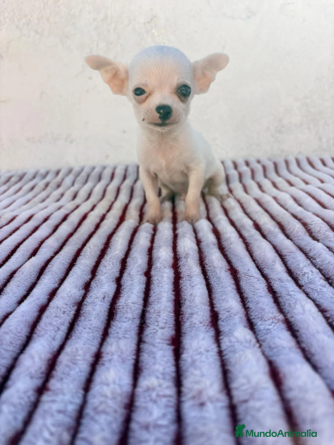 Chihuahua perros en venta: Chihuahua - Anuncio 2