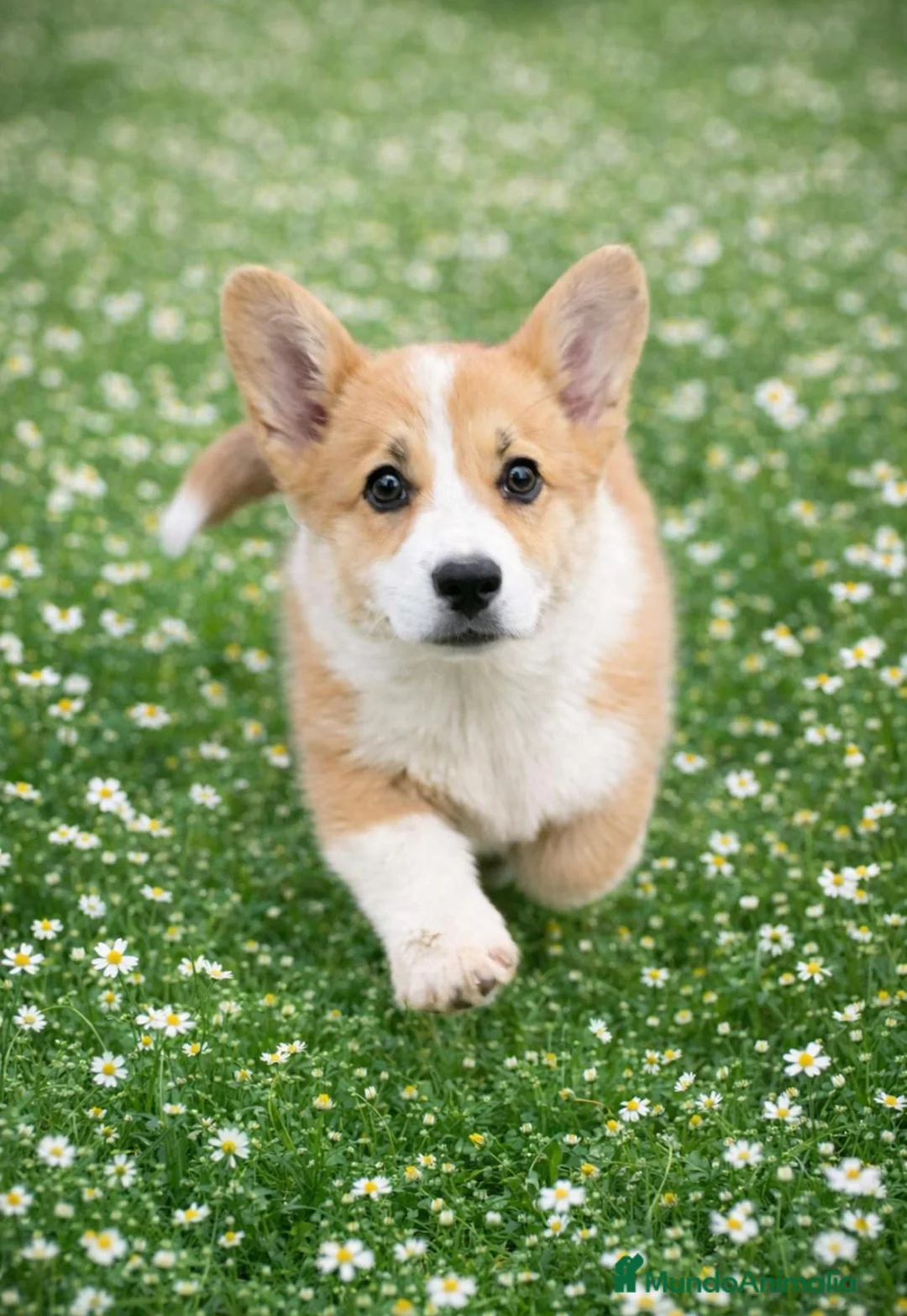 Welsh Corgi Pembroke perros en venta: corgis pembroke valencia madrid barcelona - Anuncio 2