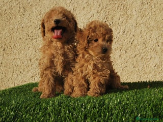 Caniche Toy perros en Madrid - Anuncio 21