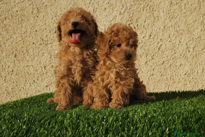 Caniche Toy perros en Madrid - Anuncio 8