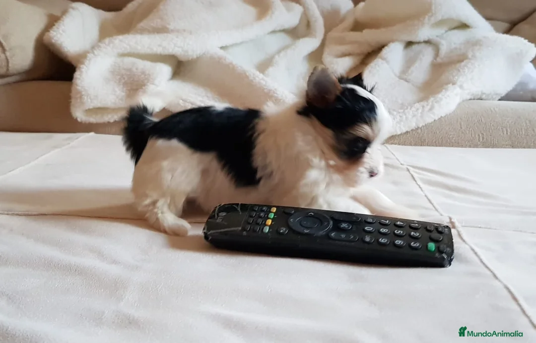 Biewer Yorkshire Terrier a la Pom Pon perros en venta: Biewer - Anuncio 5