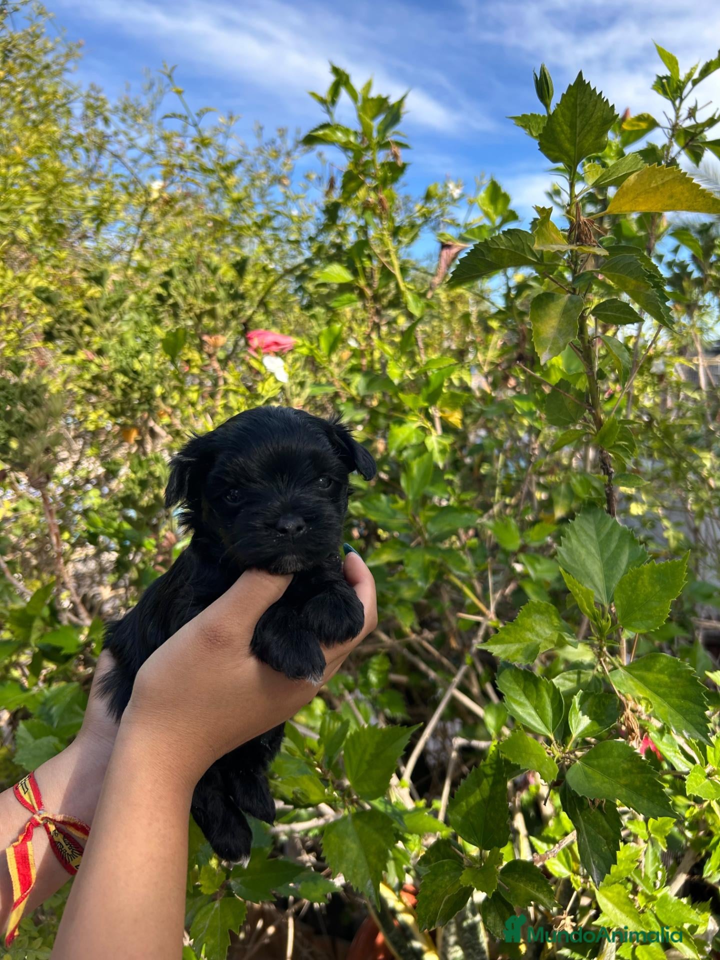 Morkie perros en venta: Morkie  - Anuncio 1