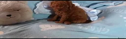 Caniche Toy perros en venta: Caniche toy - Anuncio 1