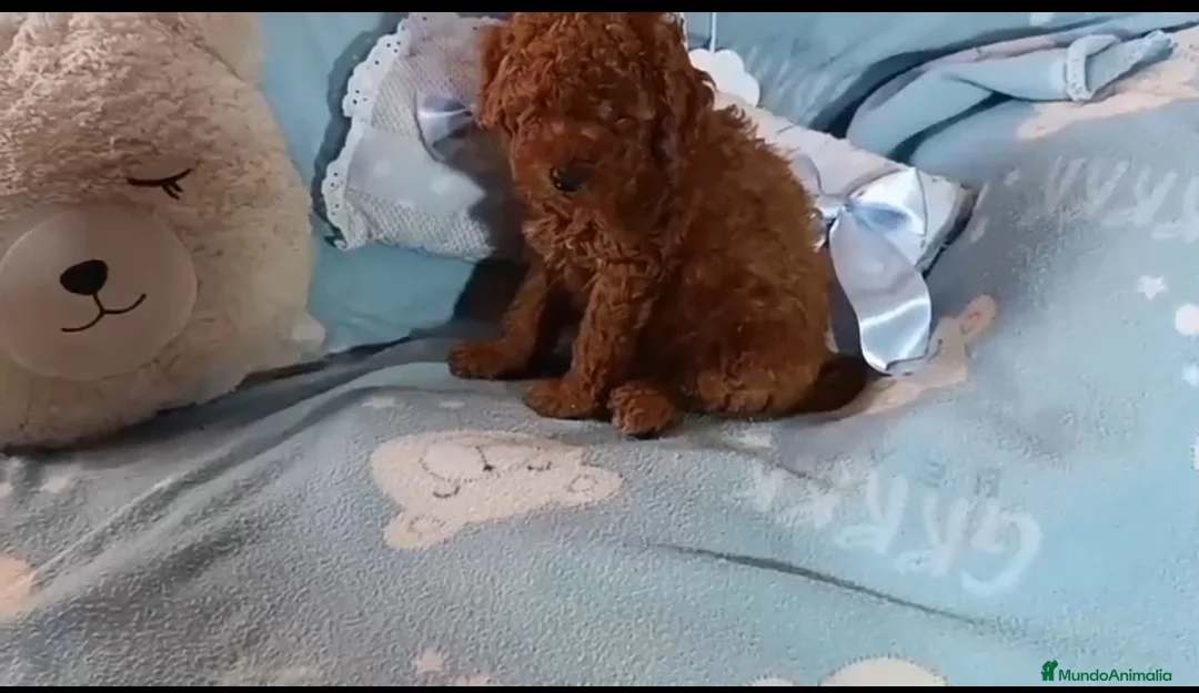 Caniche Toy perros en venta: Caniche toy - Anuncio 1