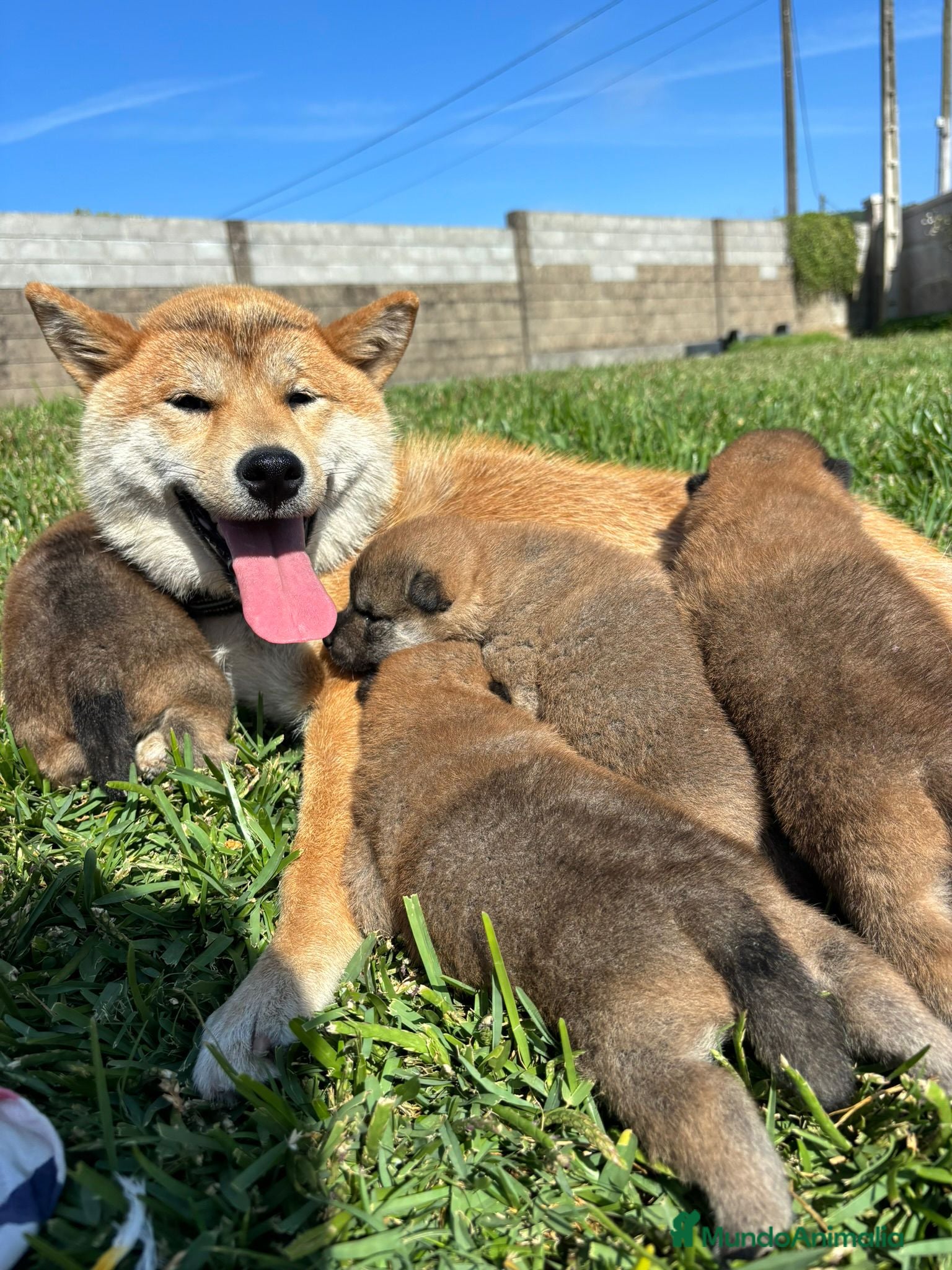 Shiba Inu perros SHIBA INU EN PONTEVEDRA - Anuncio 2
