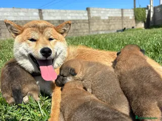 Shiba Inu perros SHIBA INU EN PONTEVEDRA - Anuncio 3