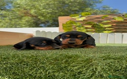 Teckel Miniatura perros en venta: TECKEL MINIATURA - Imagen 10