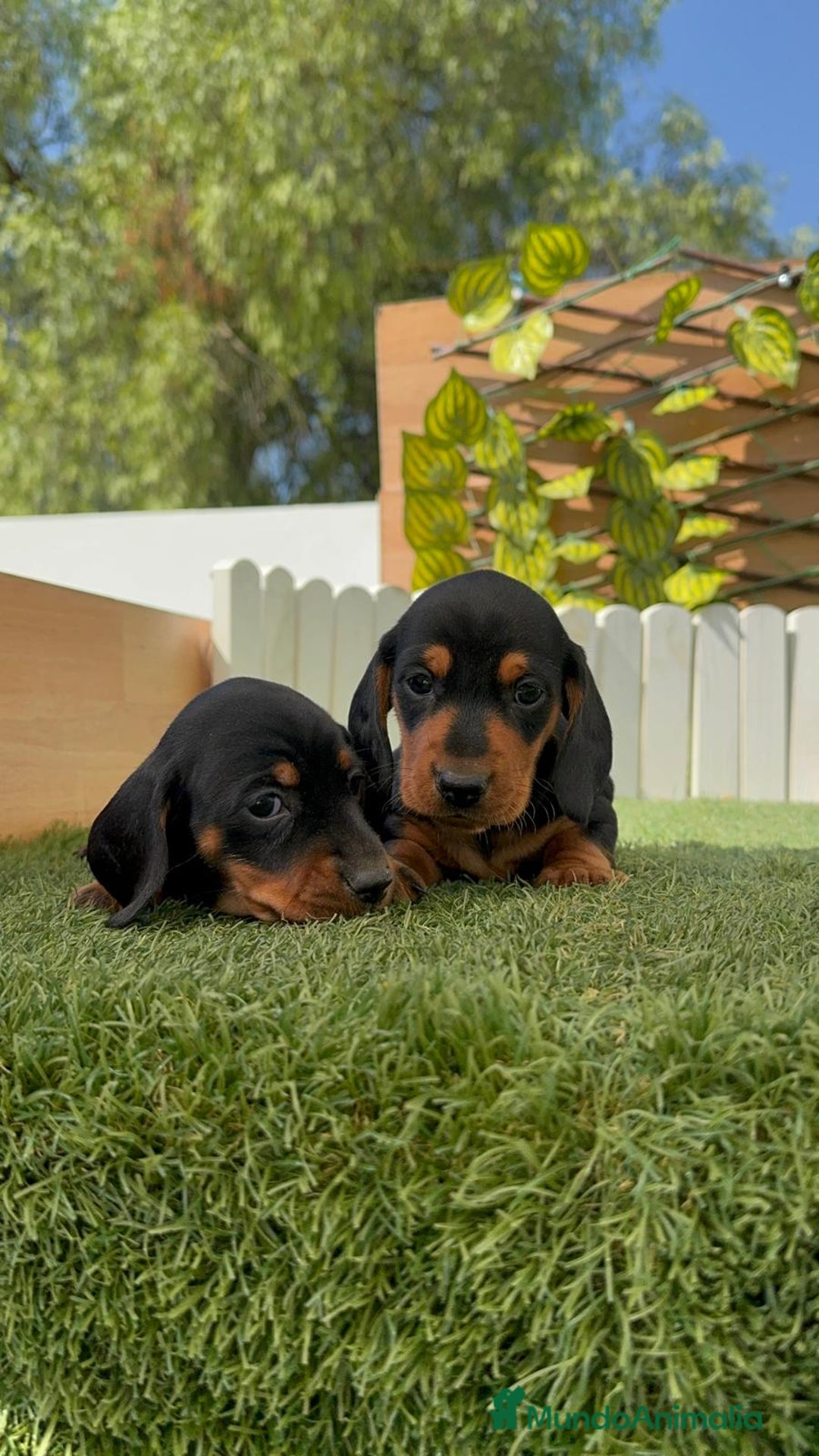Teckel Miniatura perros en venta: TECKEL MINIATURA - Imagen 10