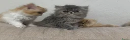Persa gatos en venta: Persa en Madrid - Anuncio 4