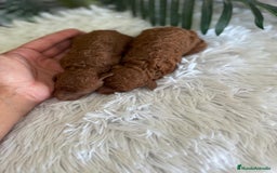 Caniche Toy perros en venta: CANICHE TOY ROJO - Imagen 1