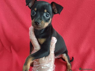 Pinscher Miniatura perros Pincher Miniatura - Anuncio 15