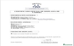 Rottweiler perros en venta: CACHORROS DE ROTTWEILER - Imagen 9