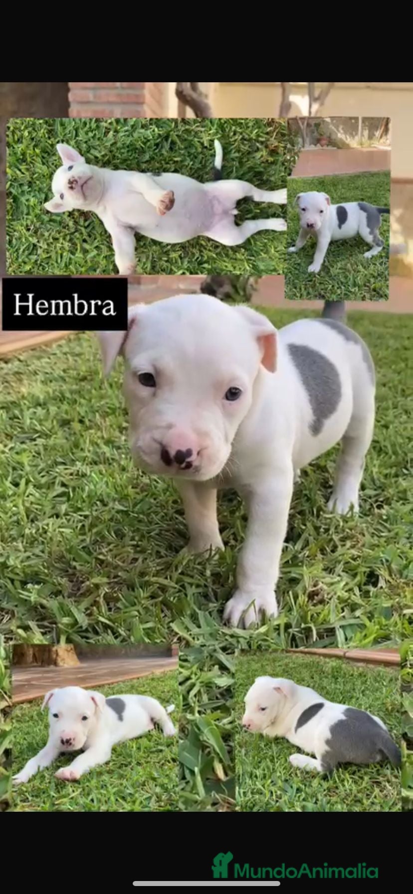 American Staffordshire-Terrier perros American Stanford Macho - Anuncio 1