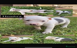 American Staffordshire-Terrier perros en venta: American Stanford Macho - Imagen 1