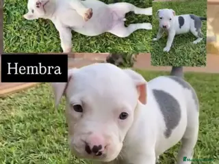 American Staffordshire-Terrier perros American Stanford Macho - Anuncio 6