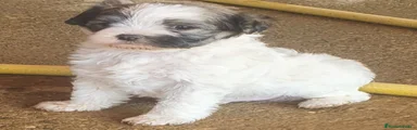 Otras razas cachorro 1
