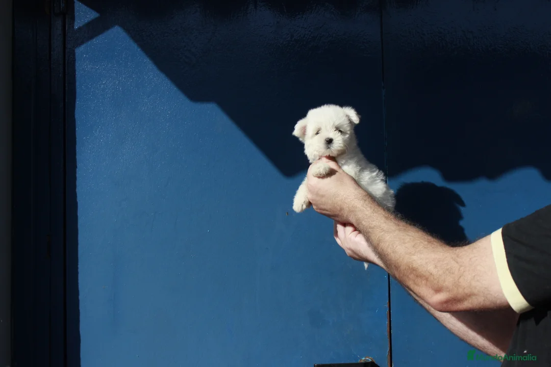 Bichón Maltés perros en venta: ⚜️Macho 50 asiático 📌⚜️‼️‼️‼️ - Anuncio 8