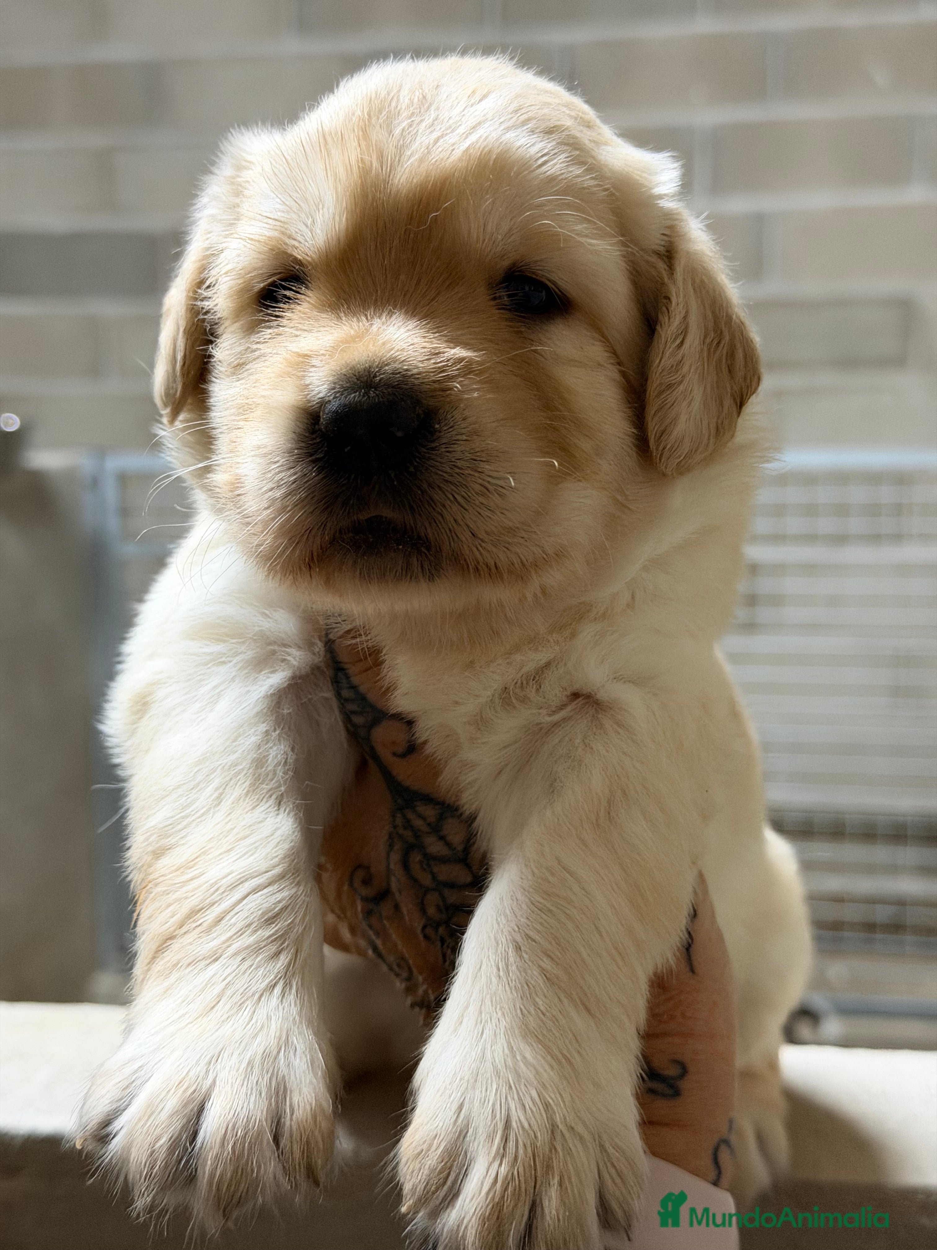 Labrador Retriever perros Labrador Fluffy  - Anuncio 1