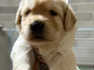 Labrador Retriever perros Labrador Fluffy - Anuncio 1