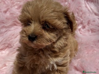 Maltipoo perros - Anuncio 29