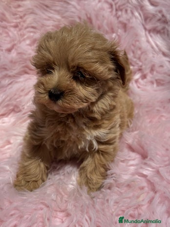 Maltipoo perros - Anuncio 12