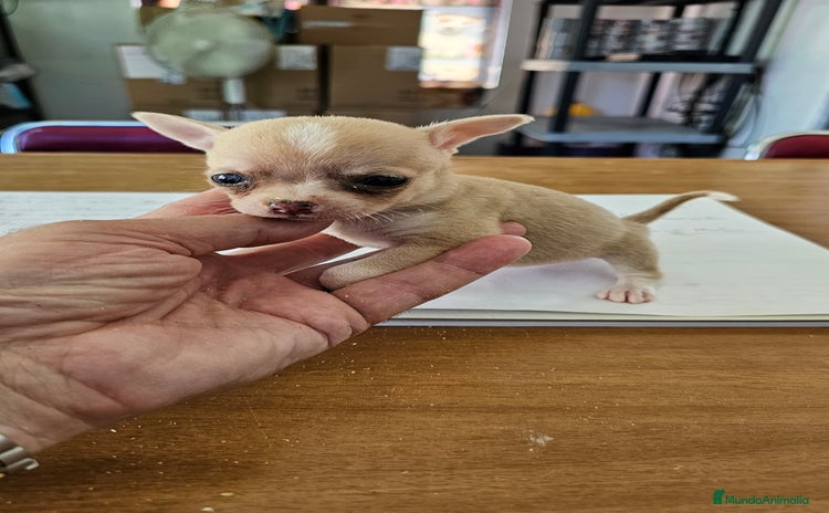 Chihuahua perros - Anuncio 8