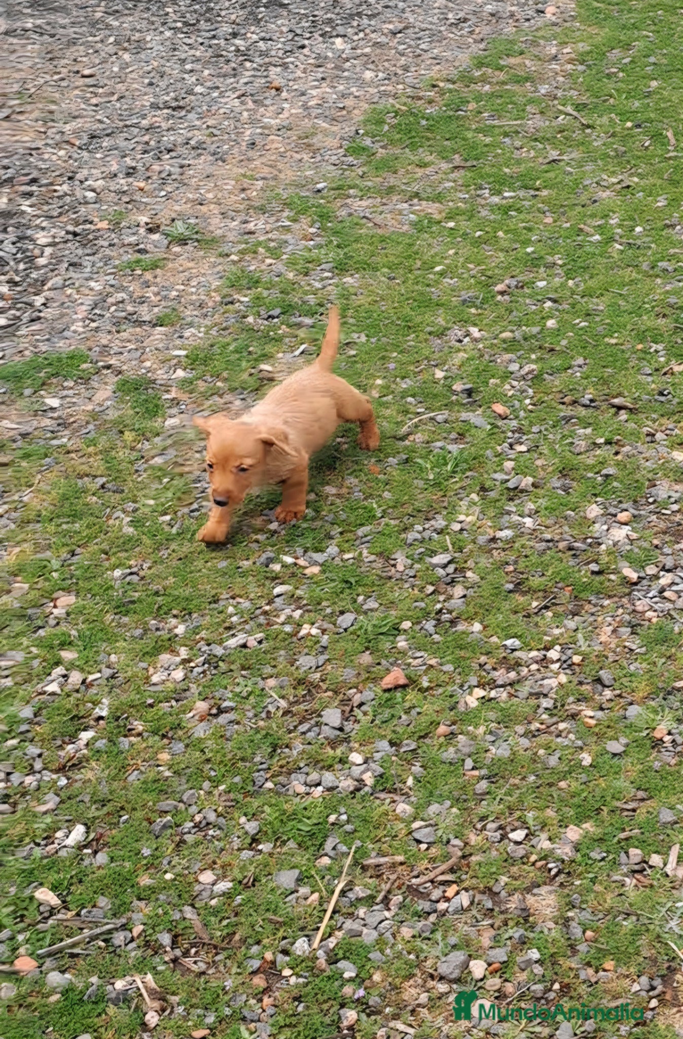 Teckel perros Teckel - Anuncio 1