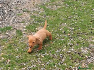 Teckel perros Teckel - Anuncio 1