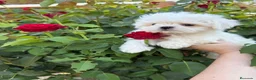 Bichón Maltés perros en venta: Buchon maltés listo para entregar toy - Anuncio 6