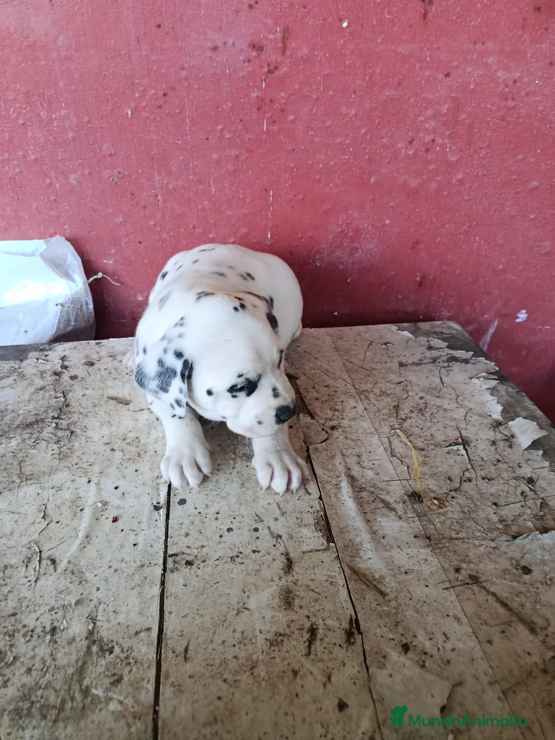 Dálmata perros en venta: Último dalamata disponible  - Anuncio 3