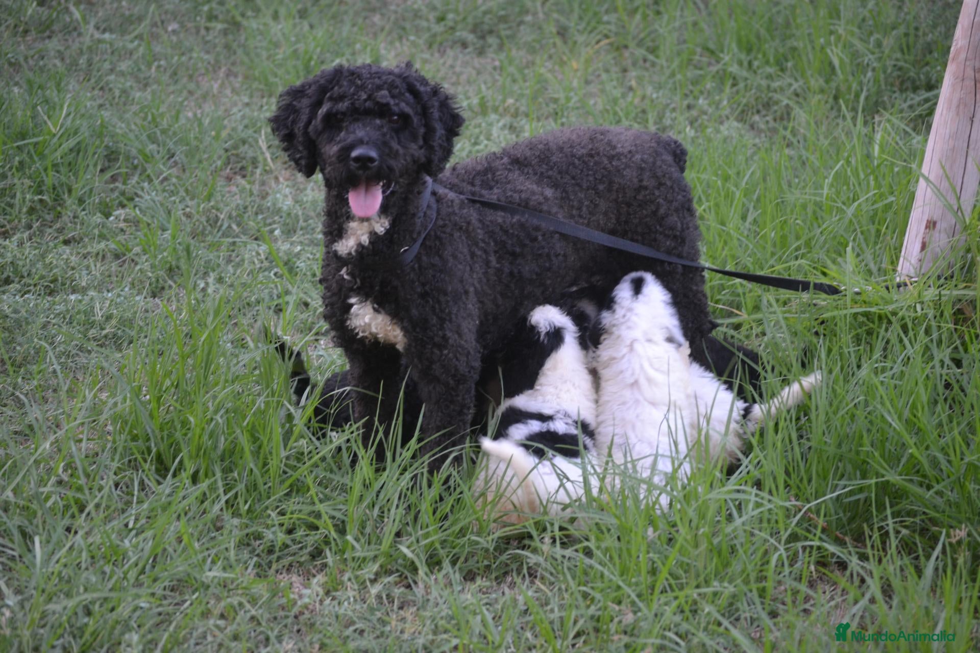Perro de Agua Español perros Camada de perro de agua  - Anuncio 2