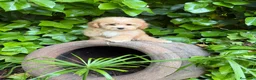 Maltipoo perros en venta: Maltipoo !!! - Anuncio 8
