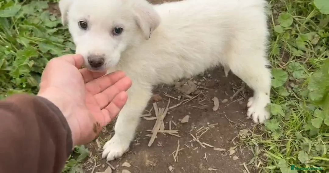 Mastín Español perros en venta: Cachorros de Mastín  - Anuncio 2