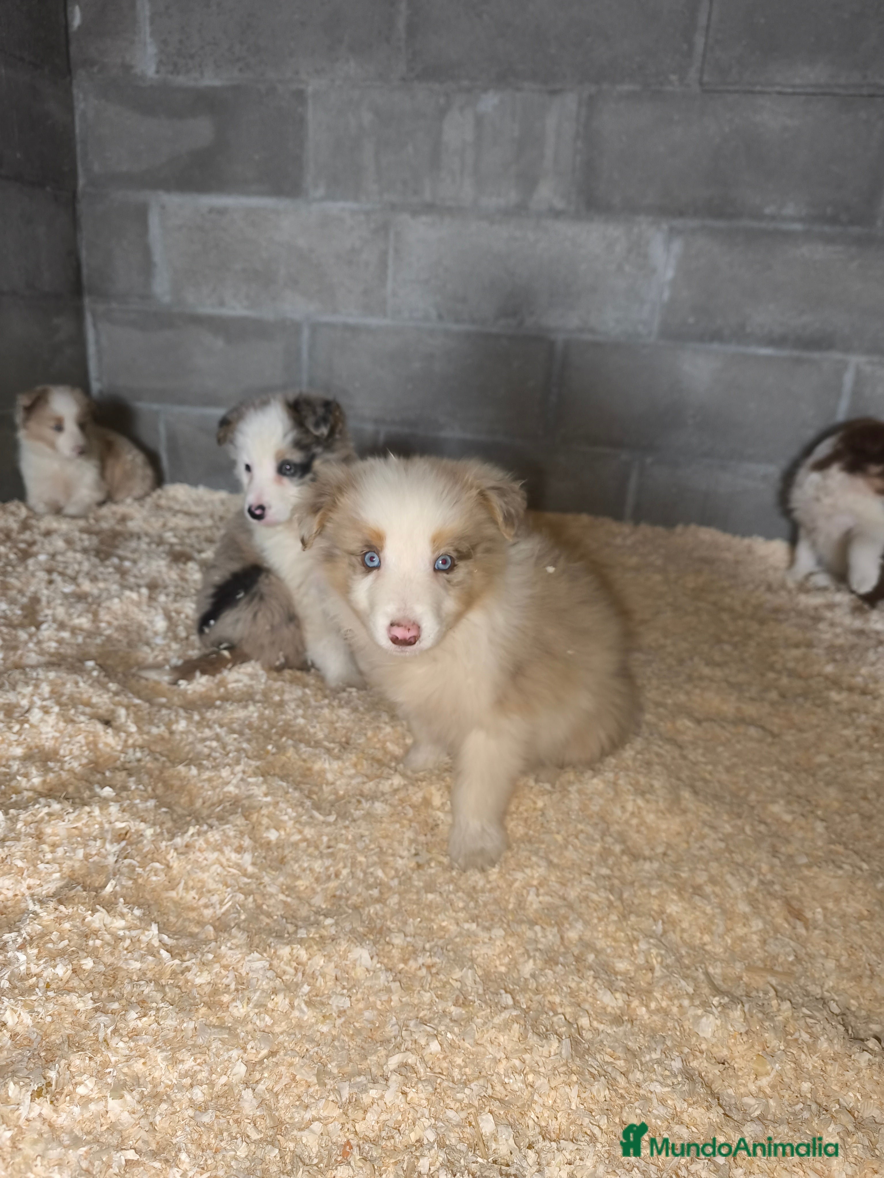 Border Collie perros Cachorros border collie color merle - Anuncio 1