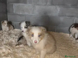 Border Collie perros Cachorros border collie color merle - Anuncio 2