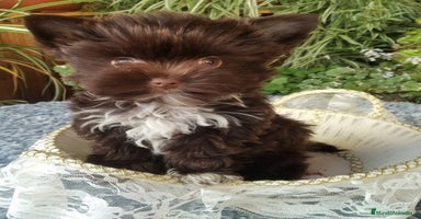 Biewer Yorkshire Terrier a la Pom Pon perros - Anuncio 3