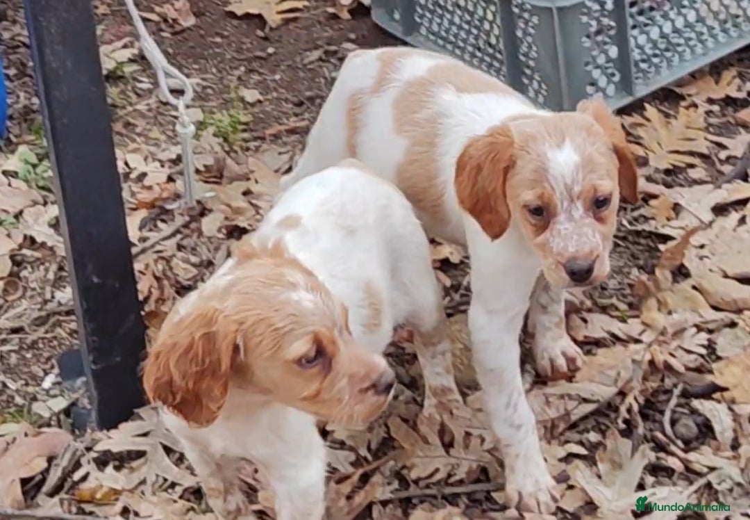 Épagneul Breton perros en venta: CACHORRAS EPAGNEUL BRETON  - Anuncio 8