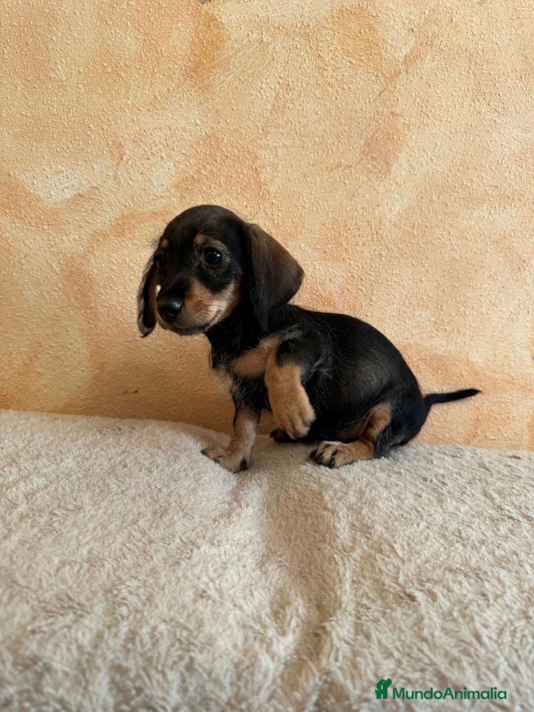 Teckel Miniatura perros Tekel minis pelo semiduro - Anuncio 1