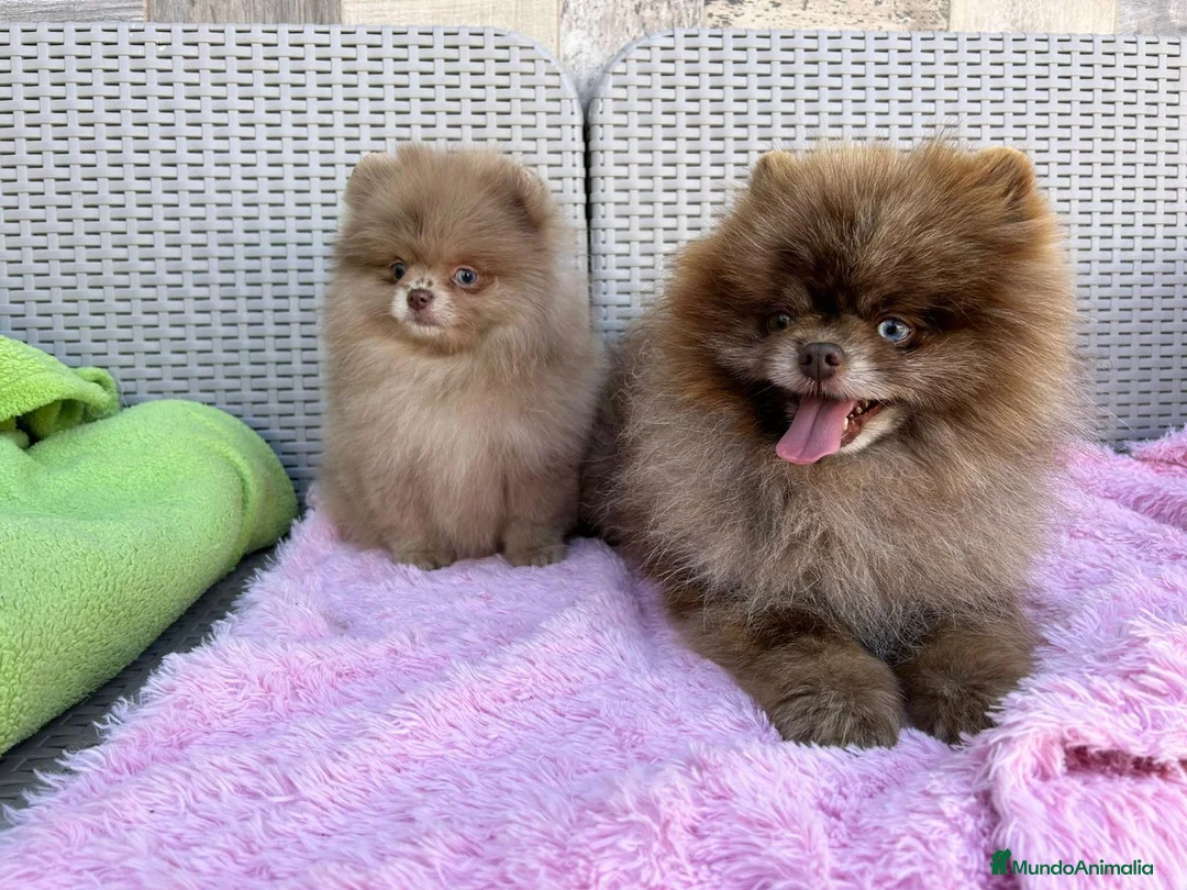 Pomerania perros en venta: Lulú de pomerania calidad - Anuncio 5